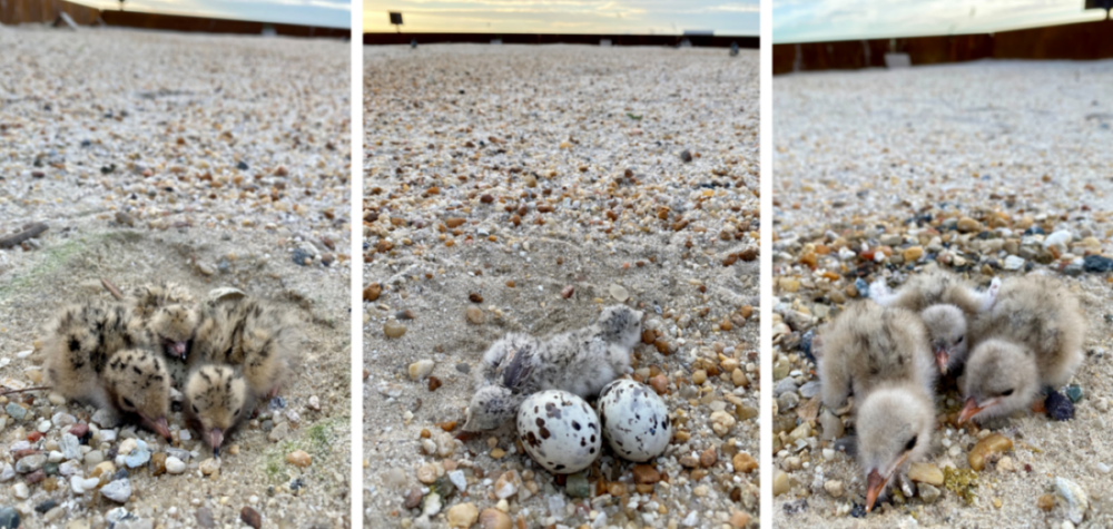 Mula kaliwa pakanan: common tern chicks, black skimmer chicks at itlog, gull-billed tern chicks.