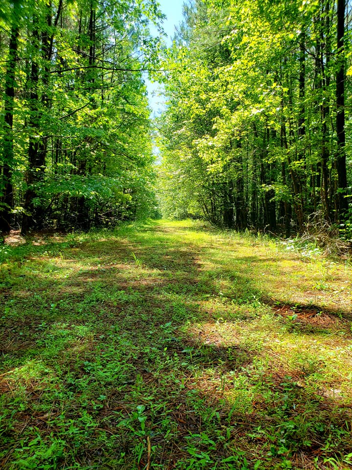 Isang forest trail na pinahiran ng mga halaman sa Chickahominy WMA