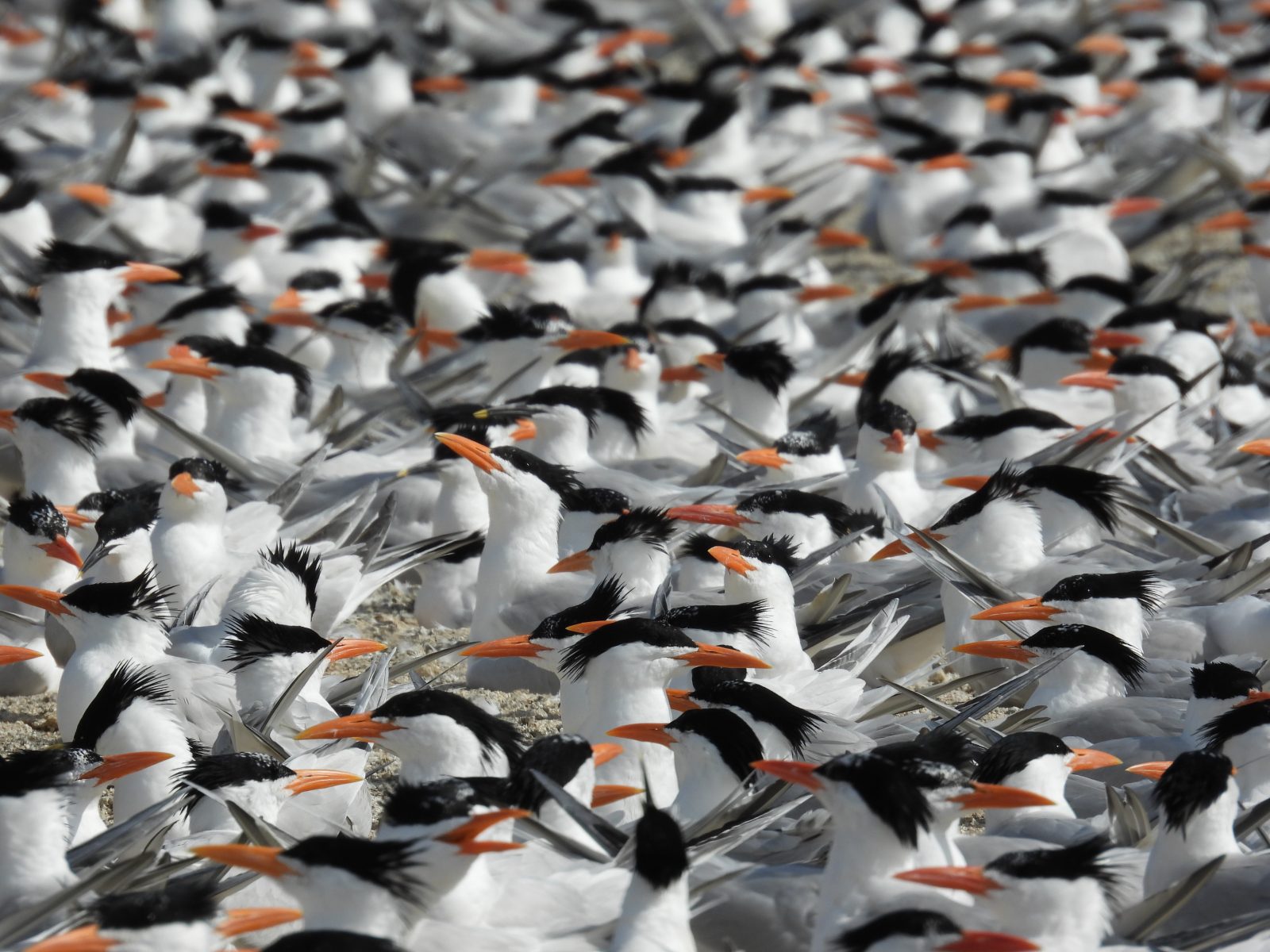 Close-up na pagtingin sa nesting royal tern colony sa Ft. Lana
