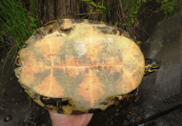 Isang imahe ng Coastal Plain cooter