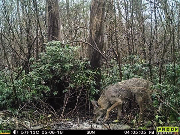 Isang trail camera na larawan ng isang Virginia coyote