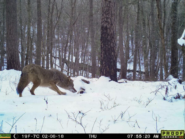 Isang trail camera na larawan ng isang coyote scavenging mula sa isang bangkay ng usa