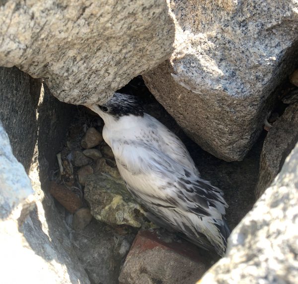 Royal tern chick ay naghahanap ng kanlungan sa loob ng Ft. Wool riprap rock formation.