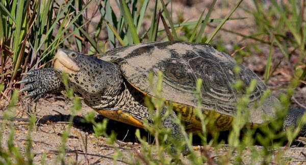 Diamondback Terrapin sa lupang gumagapang sa lugar ng damuhan.