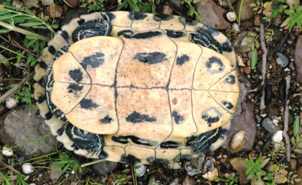 Isang imahe ng Cumberland slider