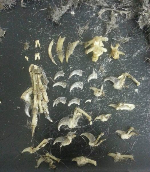 Isang hanay ng mga buto ng iba't ibang uri; pangunahing claws at vertebrae na natagpuan sa coyote scat