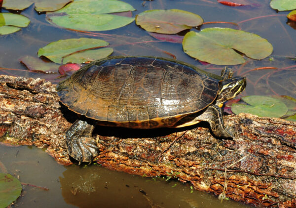 Isang imahe ng Eastern River Cooter