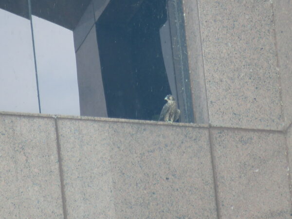 Falcon chick sa West Tower windowsill ledge