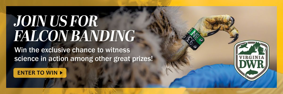 Samahan kami sa Falcon Banding Day! Manalo ng eksklusibong pagkakataong masaksihan ang agham na kumikilos kasama ang iba pang magagandang premyo! Sumali para manalo.