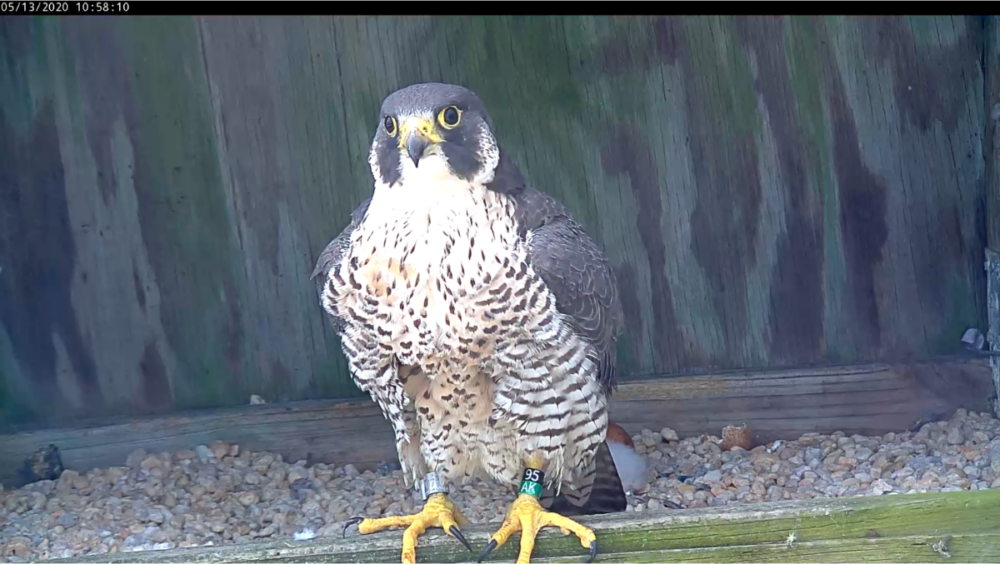 Babae na nakatayo sa pasamano at nagpahinga saglit mula sa kanyang pagpapapisa ng itlog at pagmumuni-muni