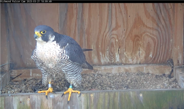Ang babaeng peregrine falcon ay dumapo sa nest box