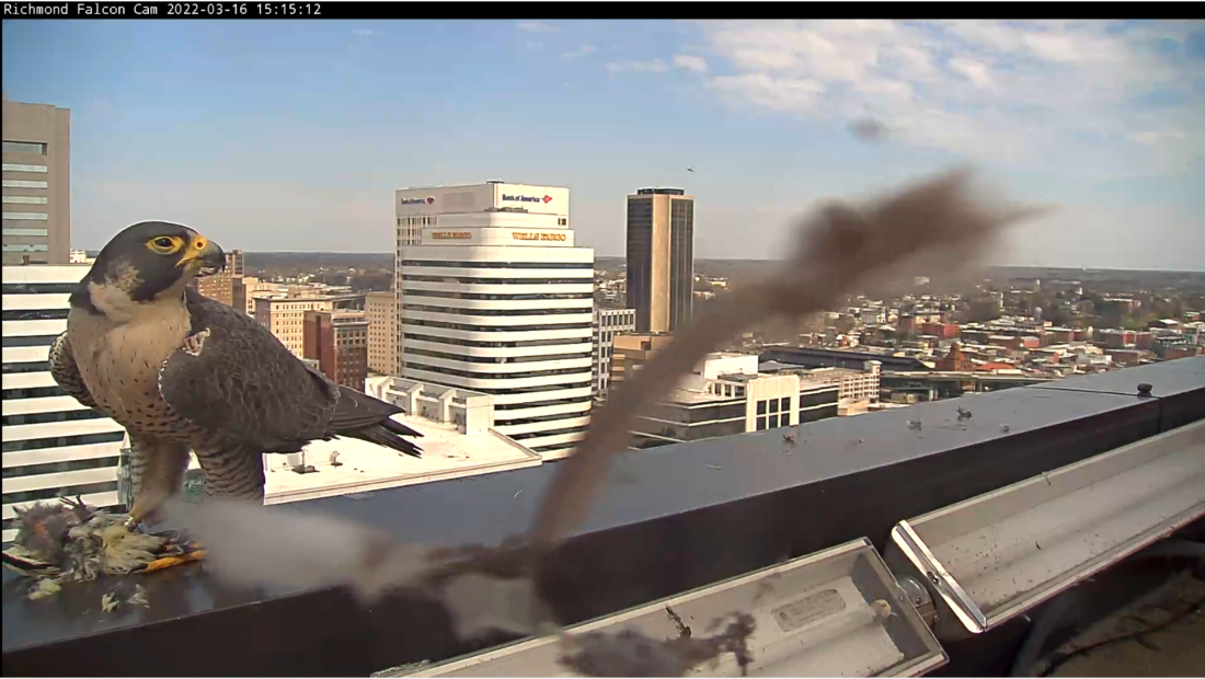 Ang babaeng falcon ay kumakain ng isang biktima (yellow-bellied sapsucker) na inaalok sa kanya mula sa lalaki.