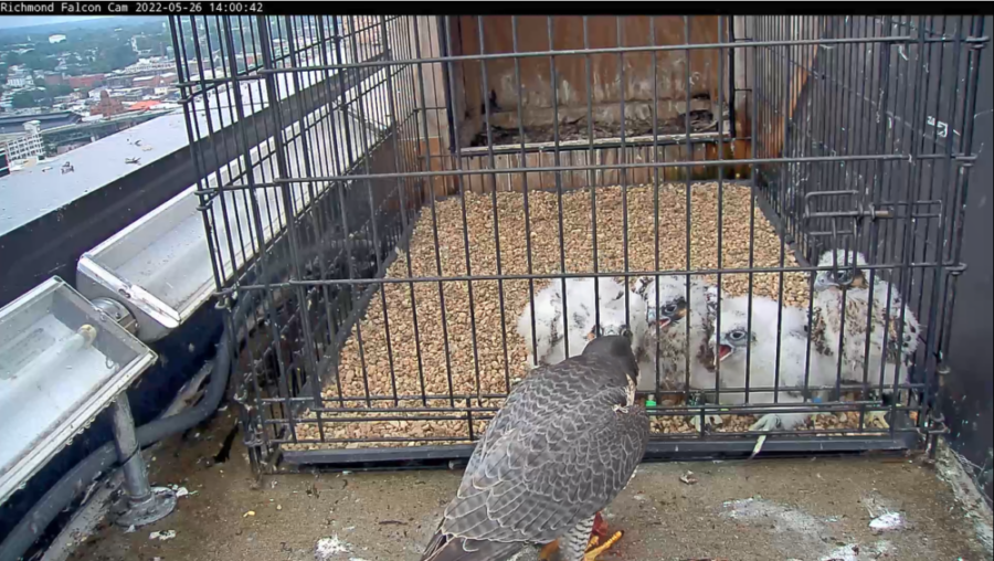 Ang babaeng nasa hustong gulang ay naghahatid ng pagkain sa mga sisiw sa ilang sandali matapos silang maibalik sa nest box