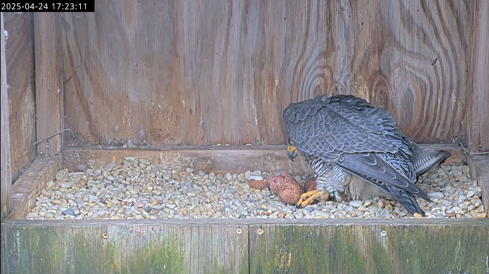 Nakayuko ang magulang ng Falcon sa unang bagong pisa na sisiw, na bahagyang nasa balat ng itlog.