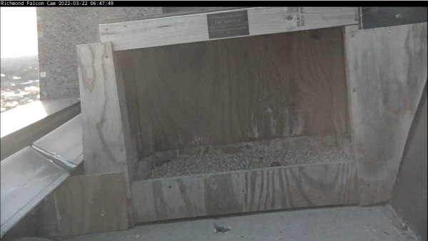 Isang larawan ng unang itlog sa pugad