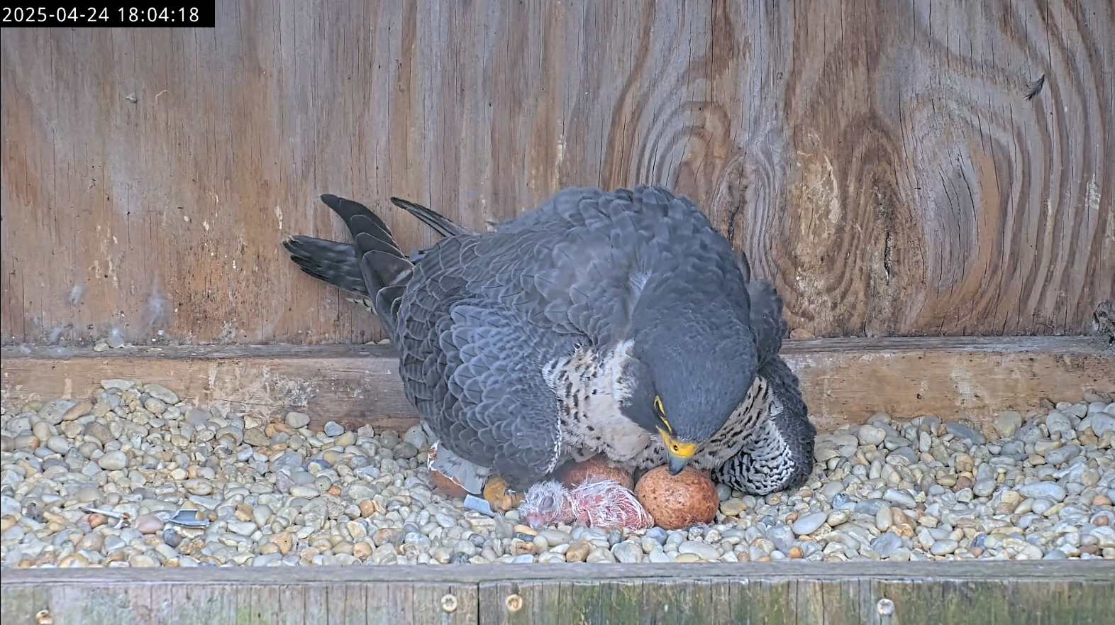 Ang unang sisiw ng falcon, napipisa sa ilalim ng kanyang ina habang nakatingin ito sa ibaba.