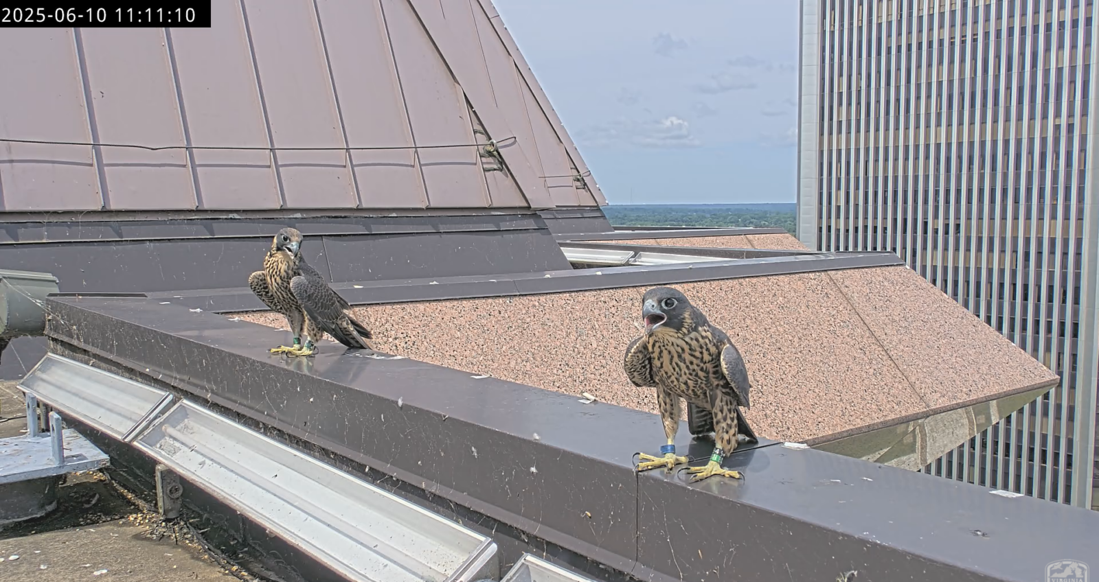 Dalawang falcon ang nakadapo sa ibabaw ng Riverfront West Tower parapet ledge ilang sandali matapos umalis sa pen.