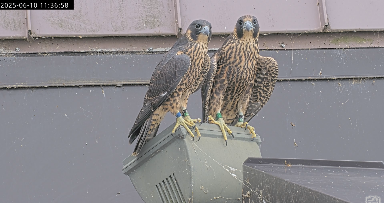 Dalawang falcon ang magkasamang dumapo sa isang ilaw sa West Tower ng Riverfront Plaza.