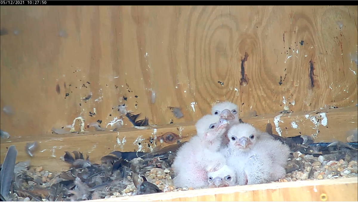 Apat na peregrine falcon chicks na nakaupo sa tabi ng isa't isa sa isang nest box