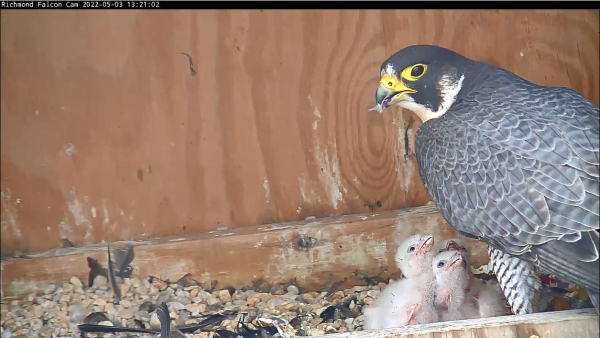 Babaeng nagpapakain ng dalawang sisiw