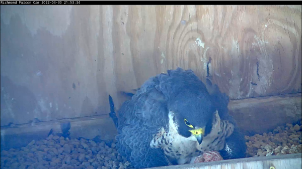 Ikatlong sisiw hatching kapatid na nakatago sa ilalim ng ina