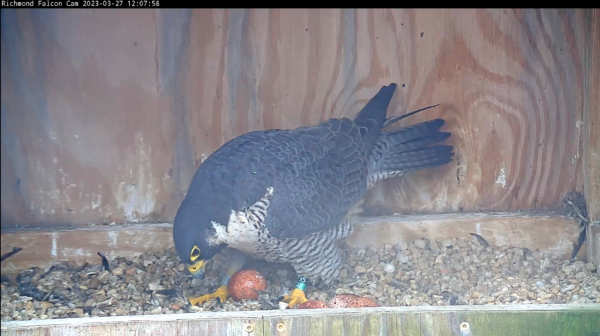 Isang imahe ng peregrine falcon at ang kanyang ikaapat na itlog