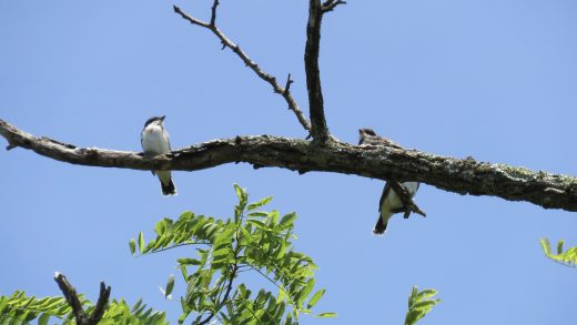 Dalawang eastern kingbird fledgling sa isang sanga