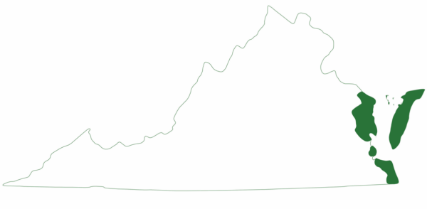 Ang berdeng sea turtle ay matatagpuan lamang sa ilang rehiyon ng silangang baybayin ng Virginia.