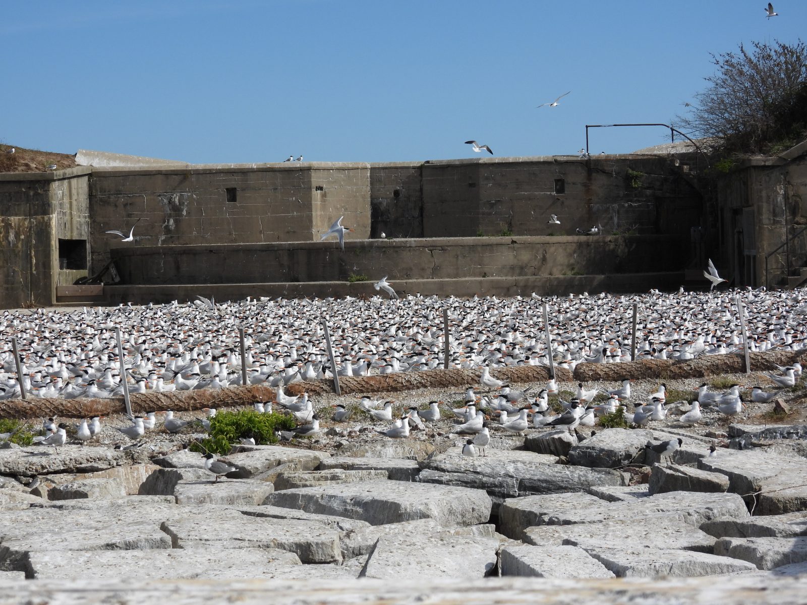 Ground-level na tingnan ang nesting royal tern colony sa Ft. Lana.