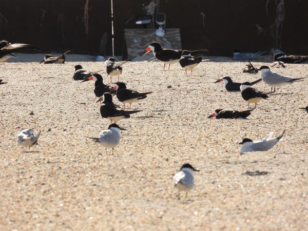 Mga black skimmer at gull-billed terns (state threatened species) na sumasakop sa isa sa mga barge sa embayment.