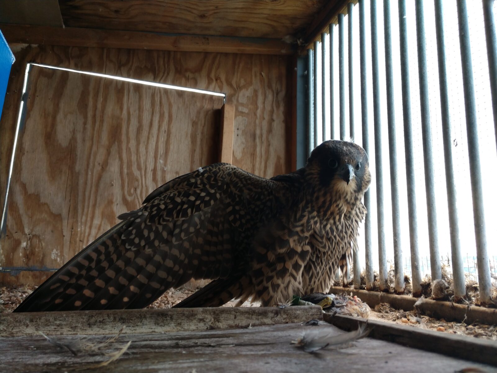 Isang imahe ng isang juvenile peregrine falcon na nagpapakain ng pugo; oras na para sa kanyang paglaya sa ligaw