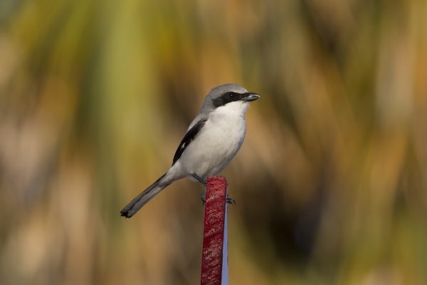 Loggerhead Shrike. Larawan ni Dennis Church.