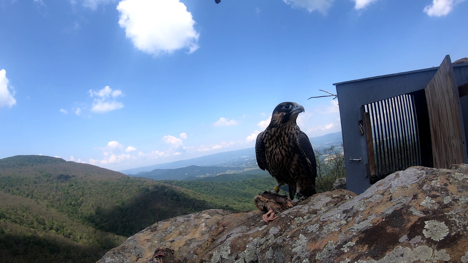 Dilaw sa hack site sa Shenandoah National Park.