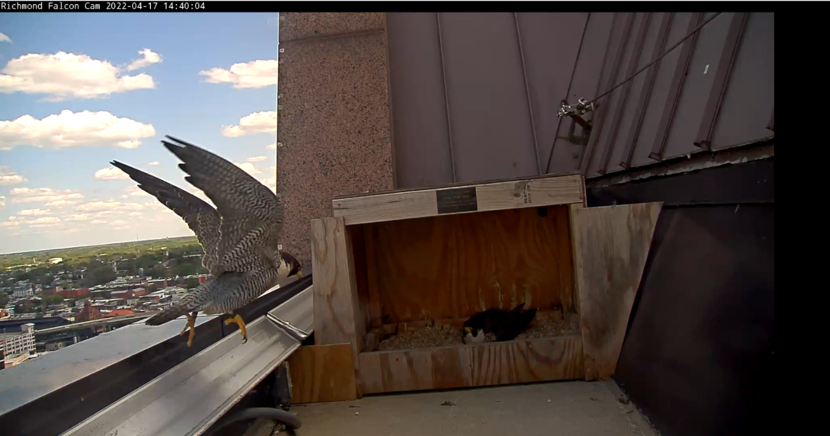 Isang imahe ng lalaki na bumabalik upang palayain ang babae mula sa kanyang mga tungkulin sa pagpapapisa ng itlog