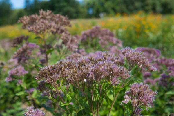 Isang imahe ni Joe Pye Weed; isang purple flowered plant na kahawig ng milkweed at pinapaboran ng Rusty Patched bumble bee.