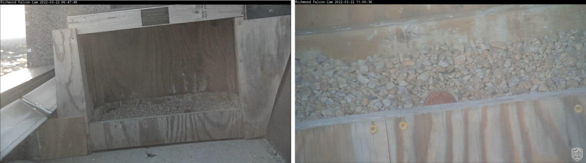 Isang imahe ng isang falcon nest box na may peregrine falcon egg sa loob nito