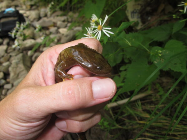 Kamay ng isang tao na may hawak na juvenile hellbender.