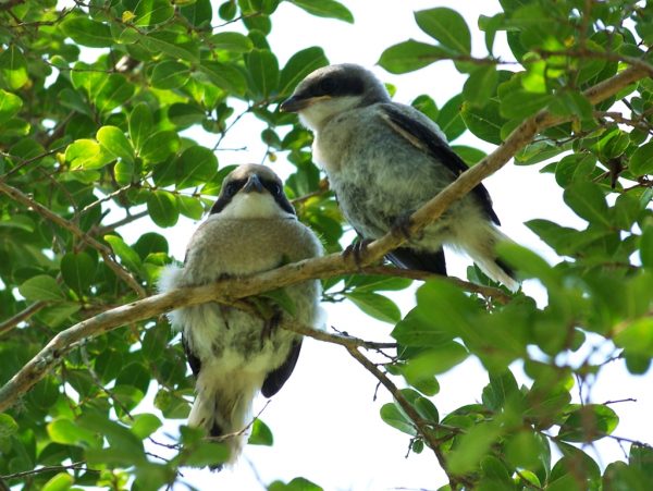 Isang imahe ng Loggerhead Shrike