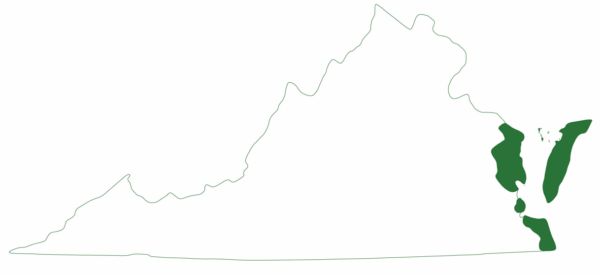 Ang loggerhead sea turtle ay matatagpuan sa mga piling rehiyon ng silangang baybayin ng Virginia.