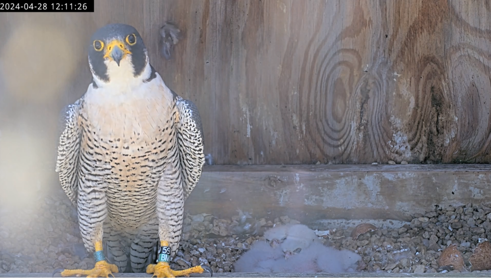 Isang imahe ng adult male peregrine falcon at ang kanyang apat na sisiw