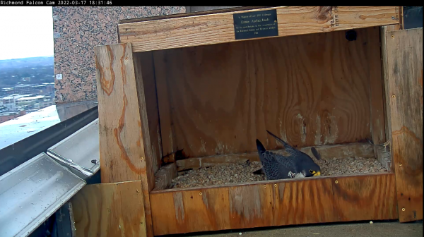 Ang male peregrine falcon ay nagpapanatili ng scrape, isang indent kung saan sila nangingitlog