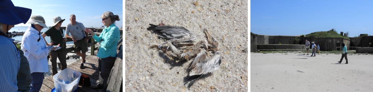 Kaliwa: Ang mga kawani ng DWR ay nagtitipon sa Ft. Wool dock upang talakayin ang kanilang diskarte sa sampling. Gitna: Isang namatay na common tern na sisiw na natagpuan sa ibabaw ng isa sa mga barge. Ang mga banda ng sisiw na ito ay nakolekta sa aming mortality survey. Kanan: kawani ng DWR sa proseso ng pag-survey sa Ft. Wool parade ground para sa mga bangkay.