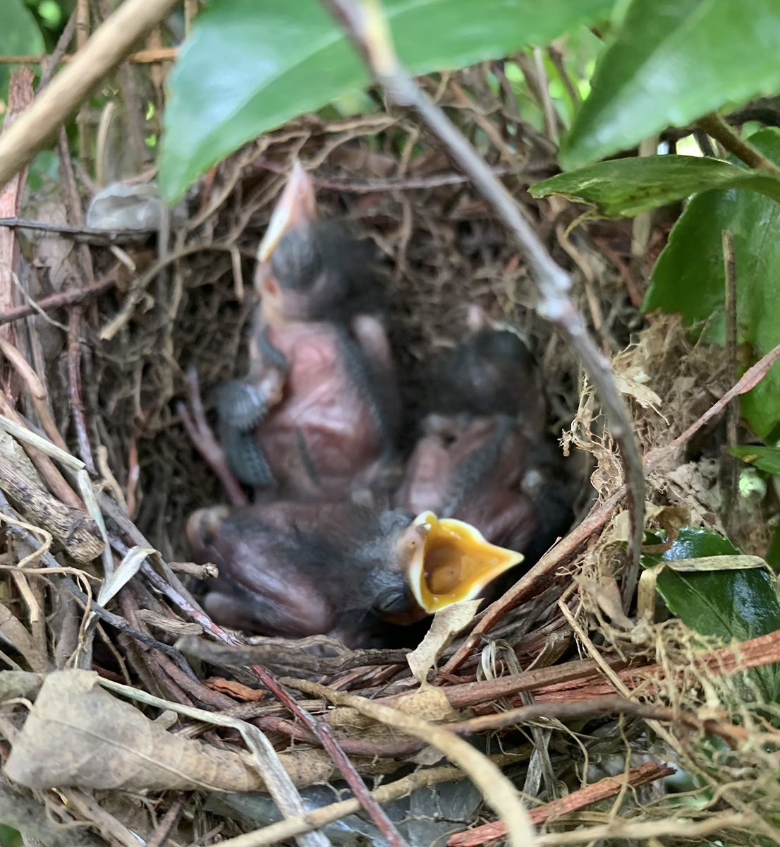 Isang imahe ng tatlong baby catbird sa pugad sa loob ng palumpong