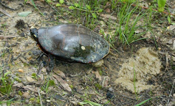 Isang imahe ng Eastern painted turtle