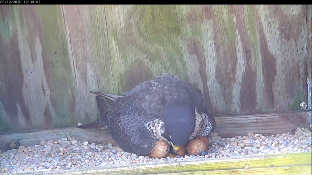 Babae na may pipped egg noong Mayo 12th