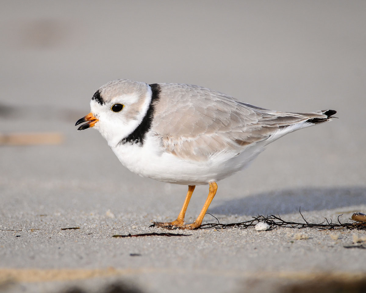 Isang imahe ng piping plover sa isang beach