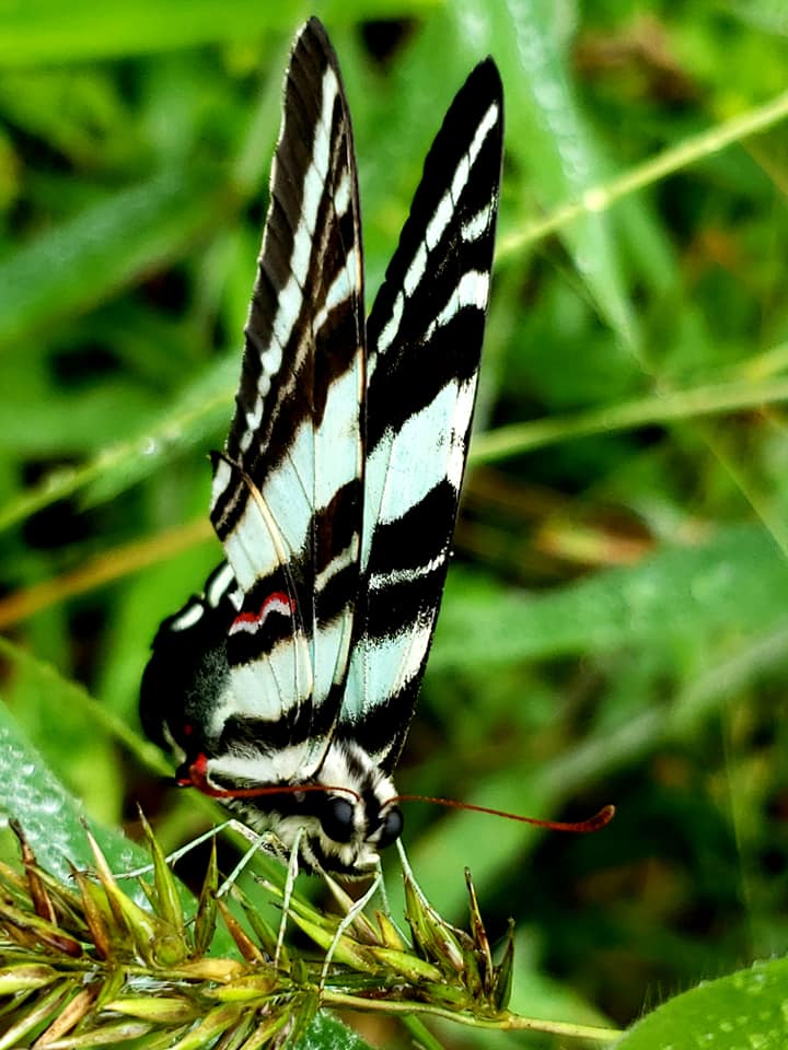 Isang imahe ng isang itim at dilaw na butterfly na kinunan sa Powhatan WMA