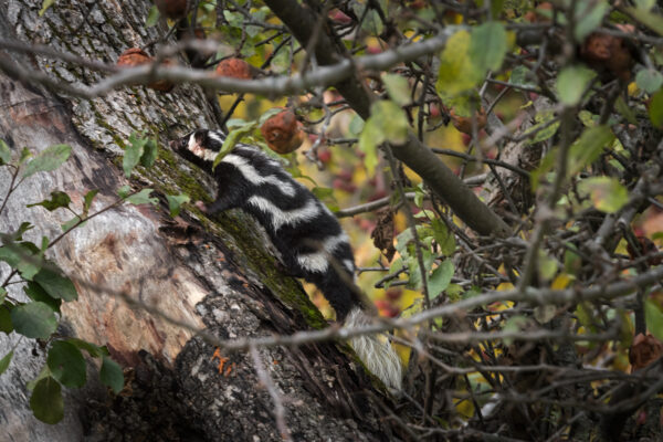 Isang eastern spotted skunk na umaakyat sa puno ng mansanas.