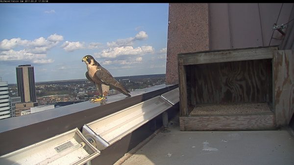 Bagong banded na babae na nakatayo sa parapet ng edge ng gusali, sa labas lamang ng nest box.