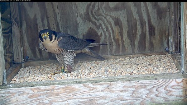 Bagong banded na babae, nakatayo sa isang simot sa loob ng nest box.